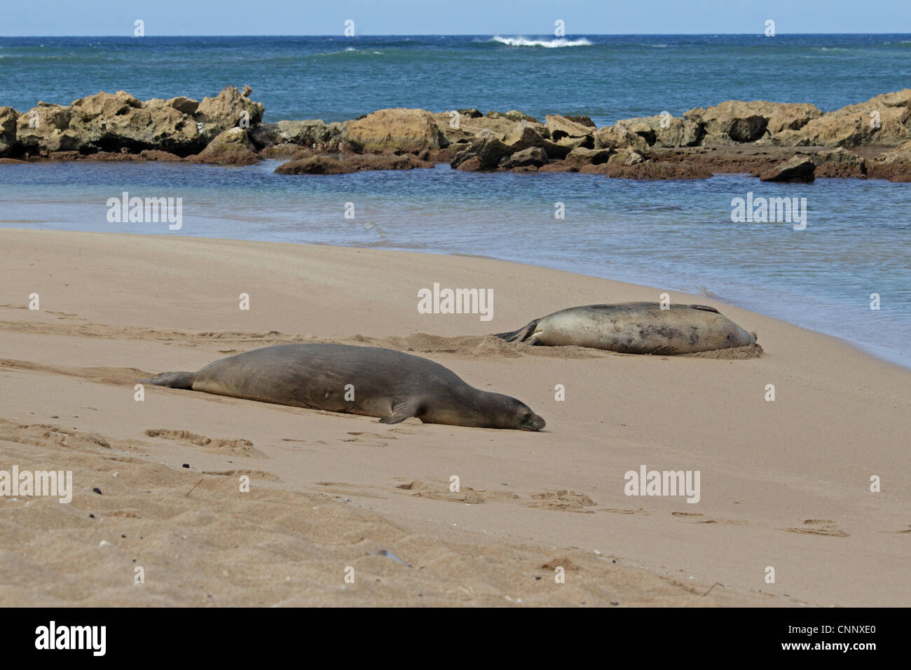Hawaiian foche monache tirata fuori su una spiaggia a Kauai Foto Stock