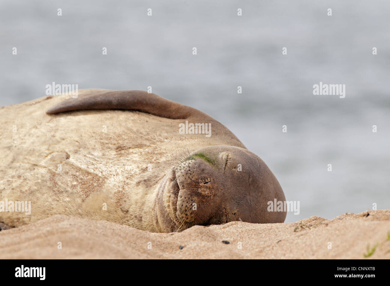 Hawaiian foca monaca tirata fuori su una spiaggia a Kauai Foto Stock