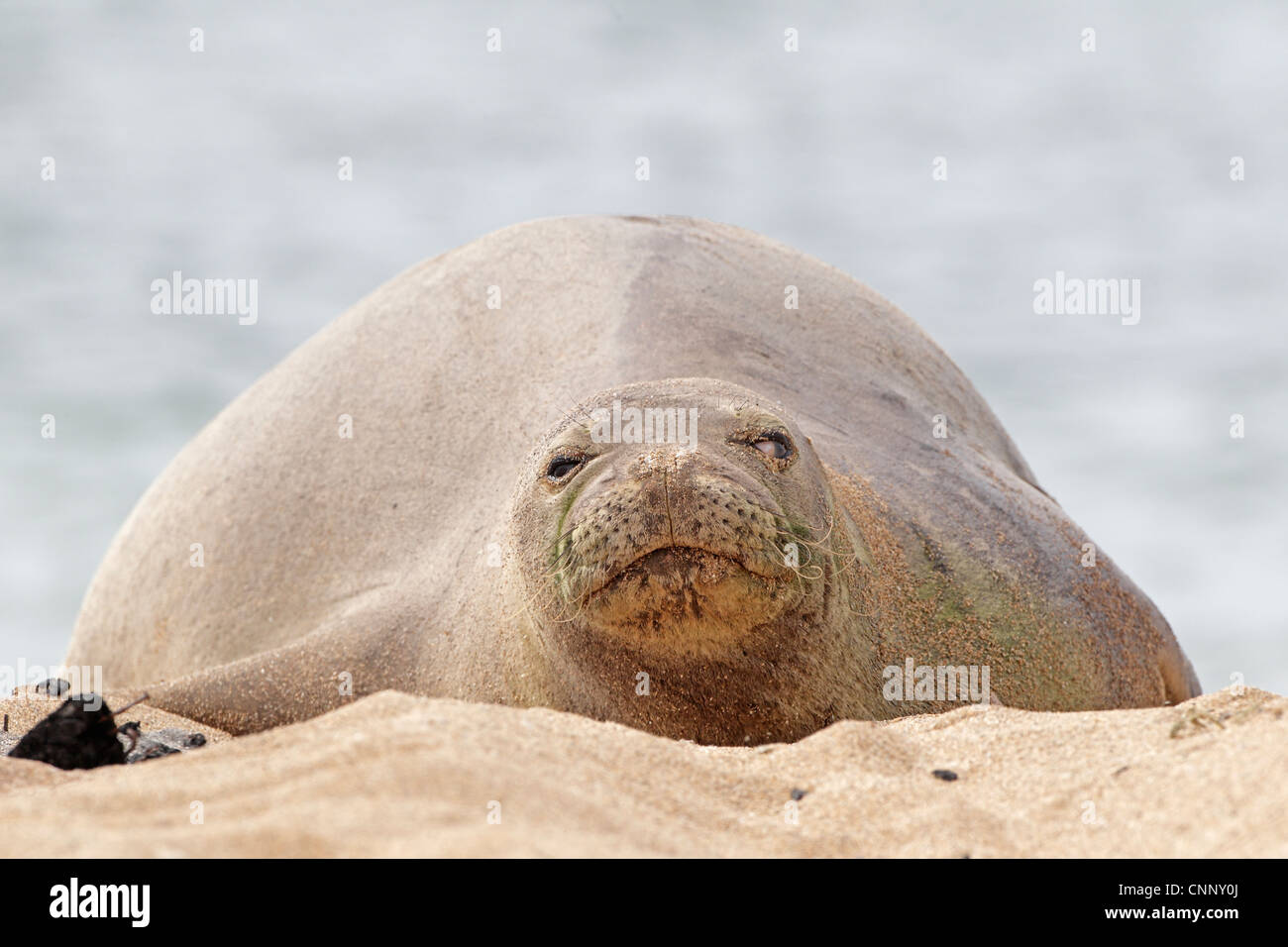 Hawaiian foca monaca tirata fuori su una spiaggia a Kauai Foto Stock