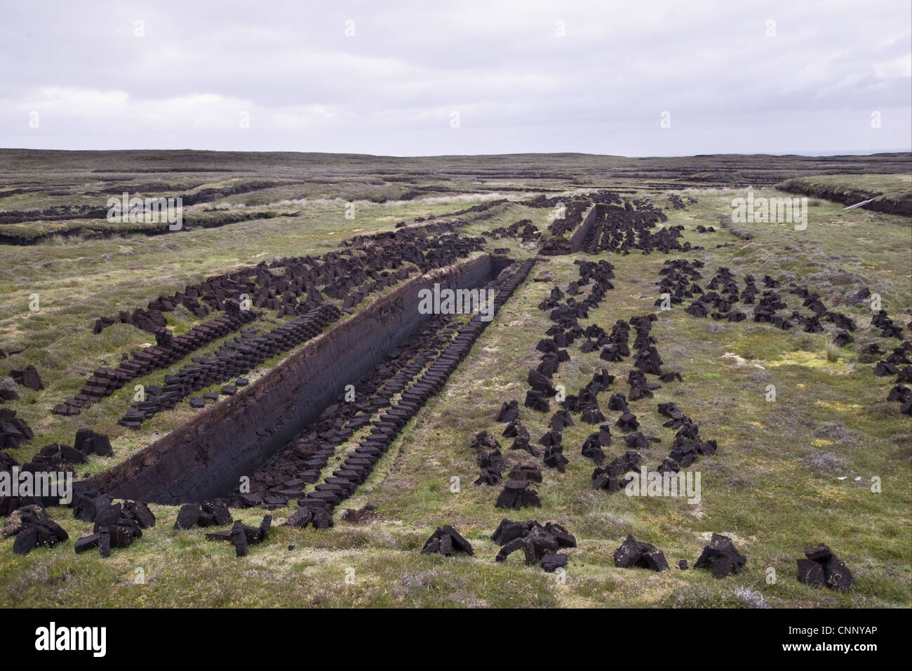Talee di torba, Seam tagliato attraverso la torba, Continentale, le Isole Shetland Scozia, giugno Foto Stock