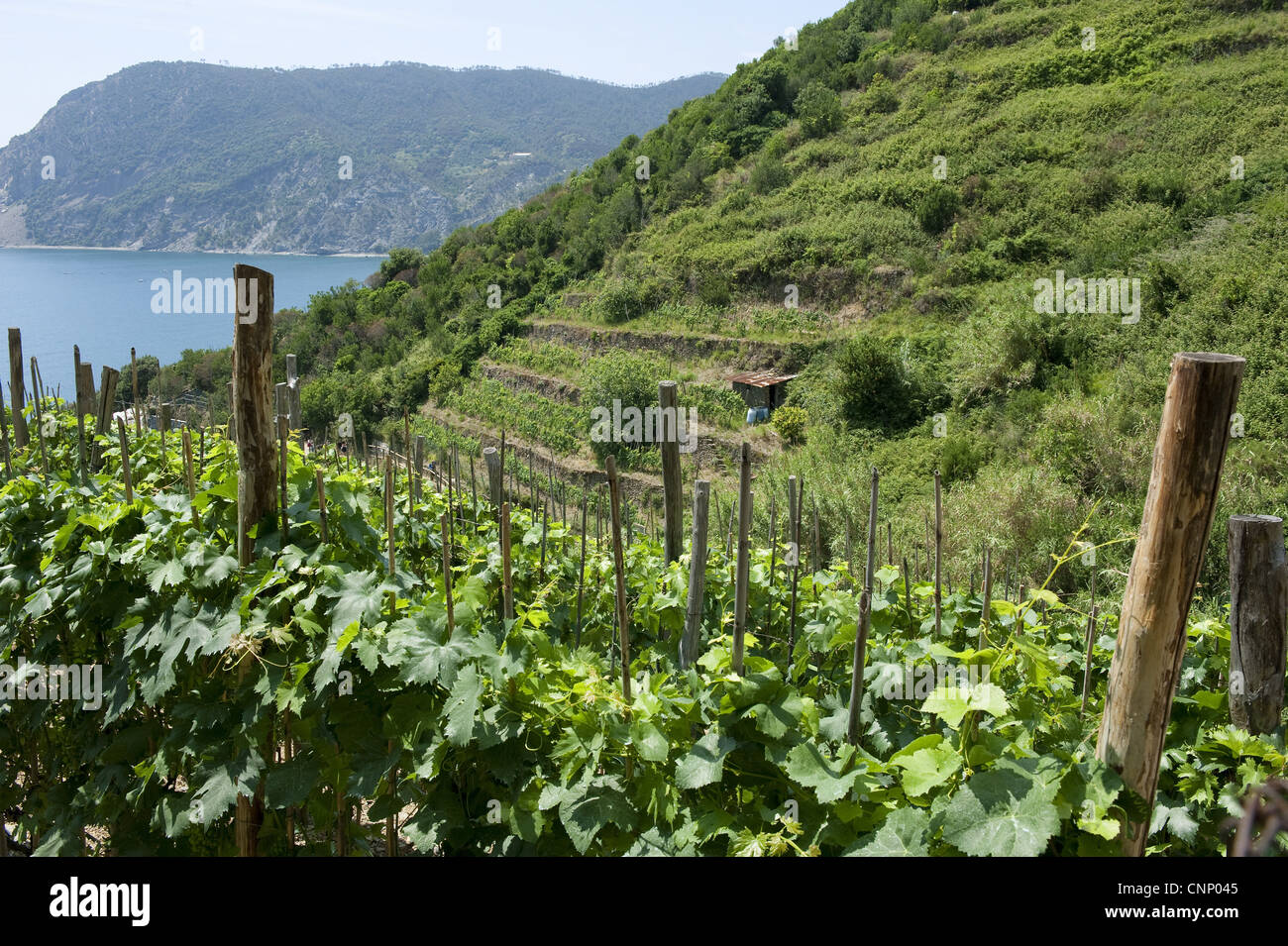 https://c8.alamy.com/compit/cnp045/vigneto-con-i-vitigni-che-crescono-su-terrazze-vicino-a-vernazza-la-spezia-le-cinque-terre-e-la-riviera-di-levante-della-liguria-italia-giugno-cnp045.jpg