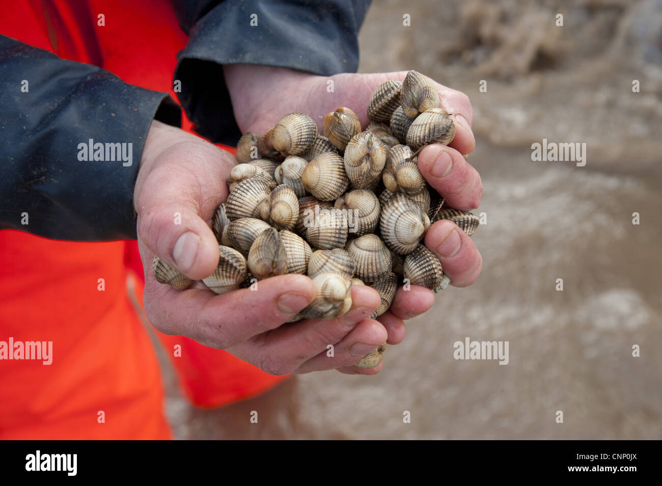 Licenza raccoglitrice di arricciatura holding cardidi mani dopo la raccolta cockle letti Banca Foulnaze tra Lytham Southport Ribble Estuary Foto Stock