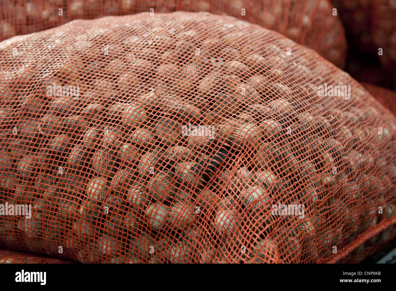 Sacchi di raccolta cardidi dopo la raccolta cockle letti Banca Foulnaze tra Lytham Southport Ribble Estuary Lancashire Inghilterra Foto Stock