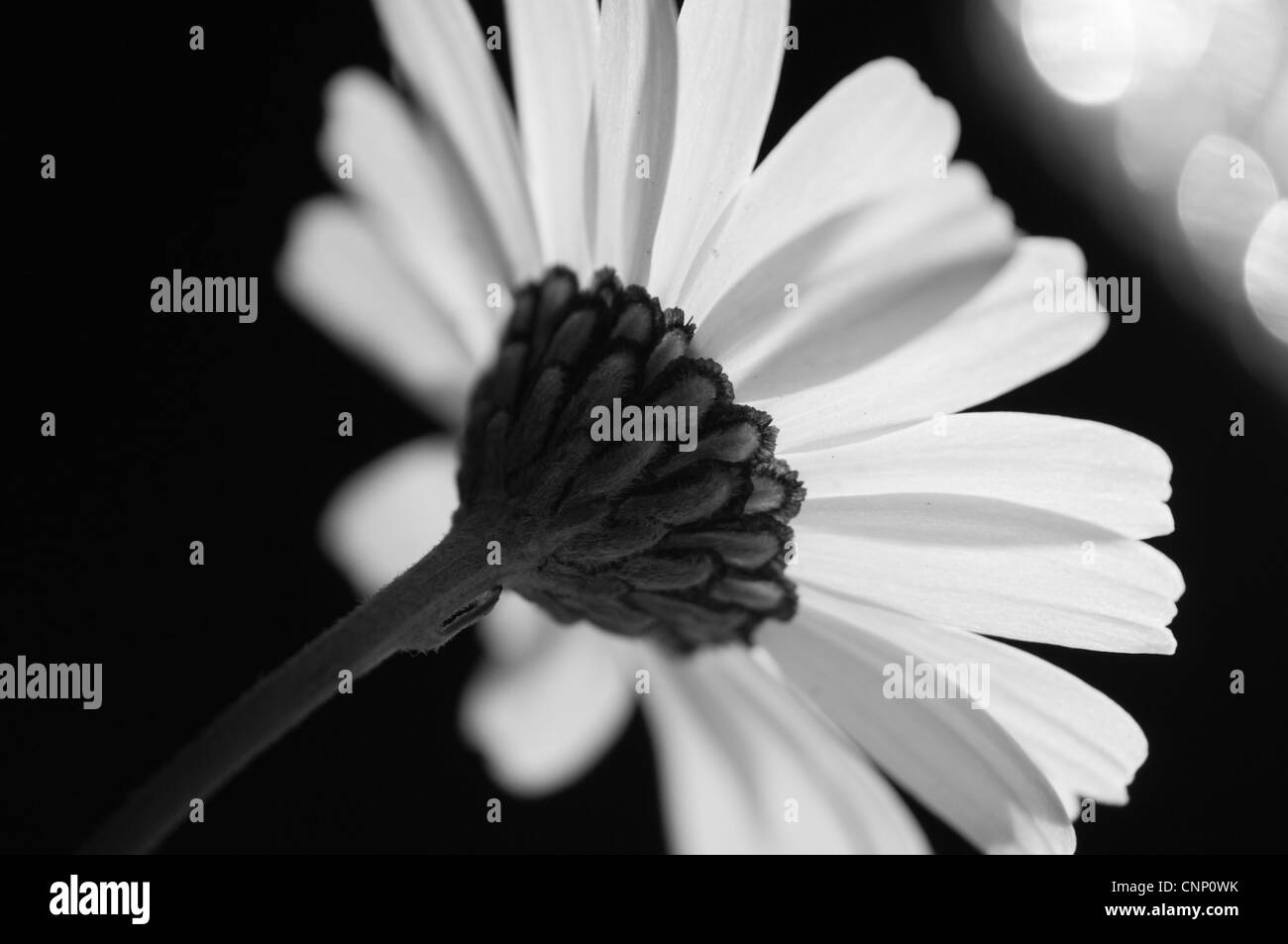 Fotografia in bianco e nero di un unico fiore Foto Stock
