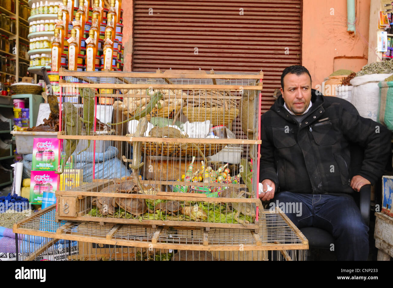 Camaleonti e tartarughe per la vendita come animali domestici nel mercato, Marrakech, Marocco, gennaio Foto Stock