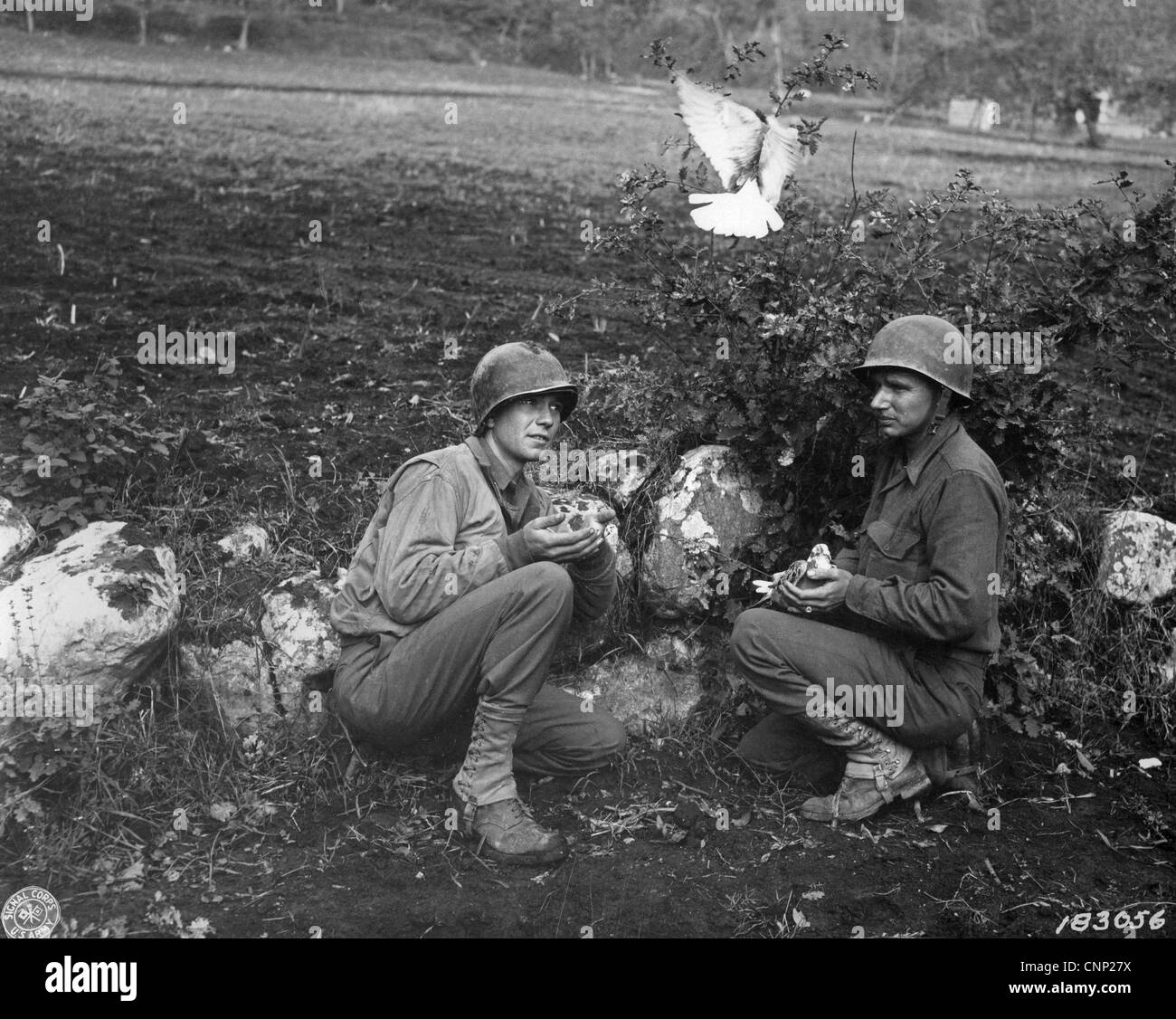 Soldati americani segnale divisionale azienda rilasciando courier piccioni frontline durante la Seconda Guerra Mondiale nei pressi di Liberi Campania Italia Foto Stock