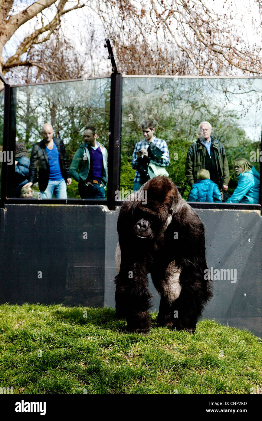 Pianura Gorilla Silverback maschio, Natura Artis Magistra, Artis Royal Zoo, giardini zoologici in Amsterdam, Olanda, Netherlan Foto Stock