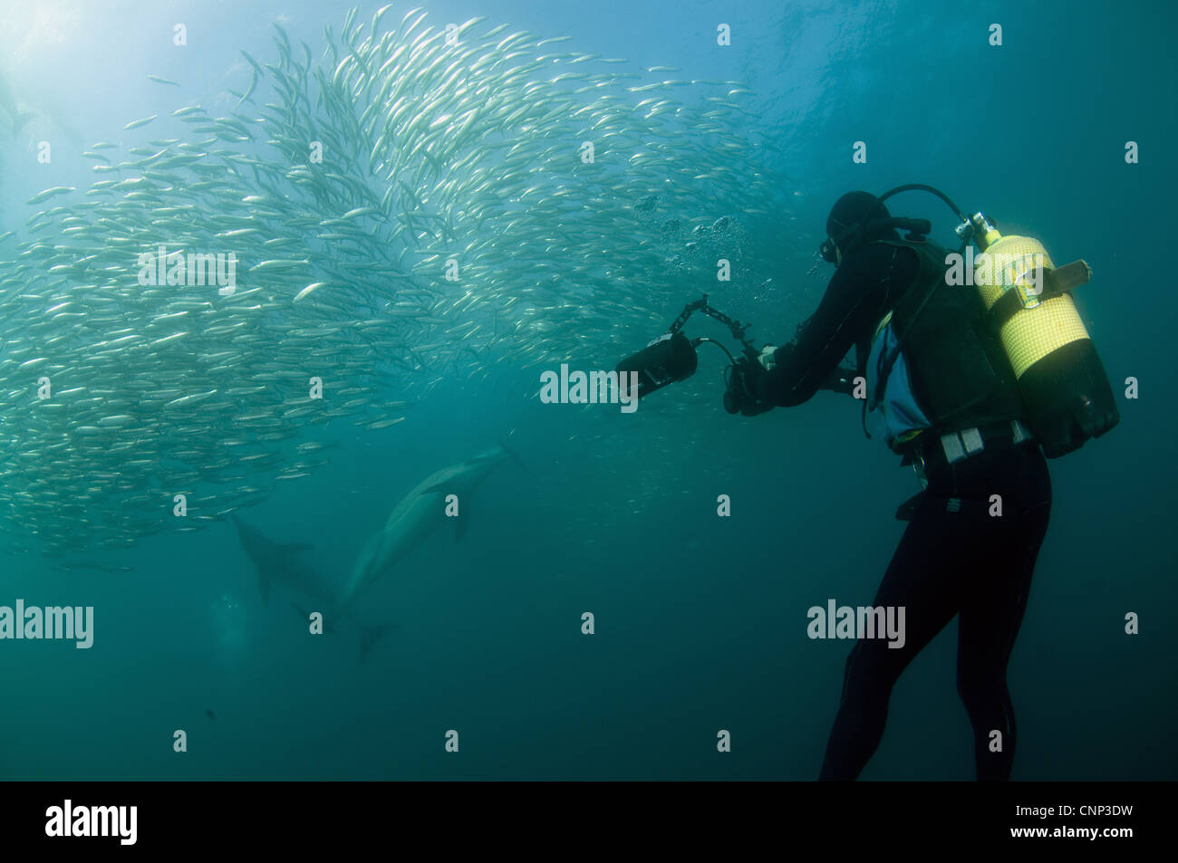 Sommozzatore fotocamera subacquea fotografando lungo becco delfino comune Delphinus capensis adulti alimentazione 'baitball' scuola esca di piccole dimensioni Foto Stock