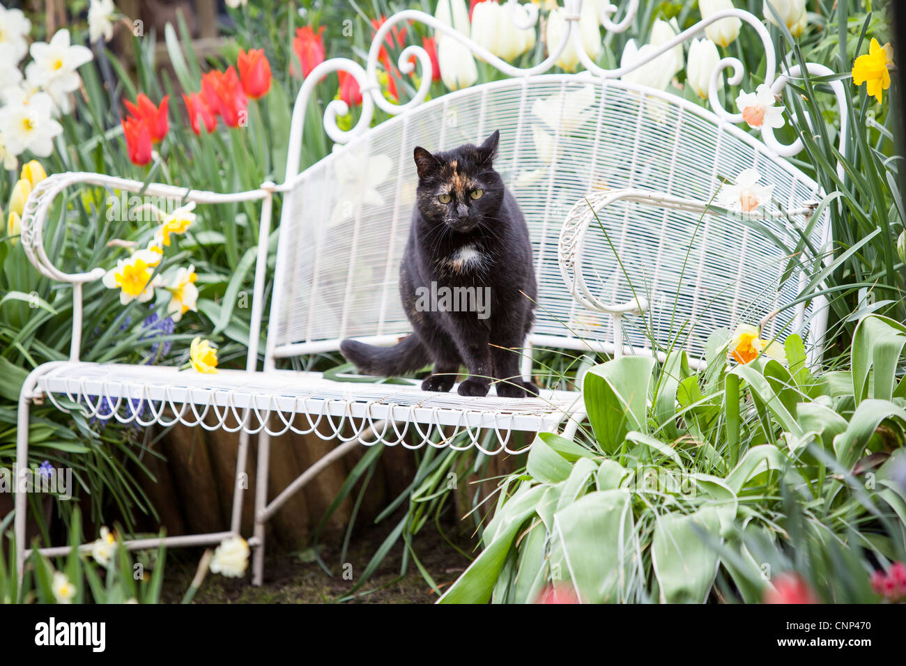 Marcel de Lannoy's Garden Addlestone Surrey UK Foto Stock