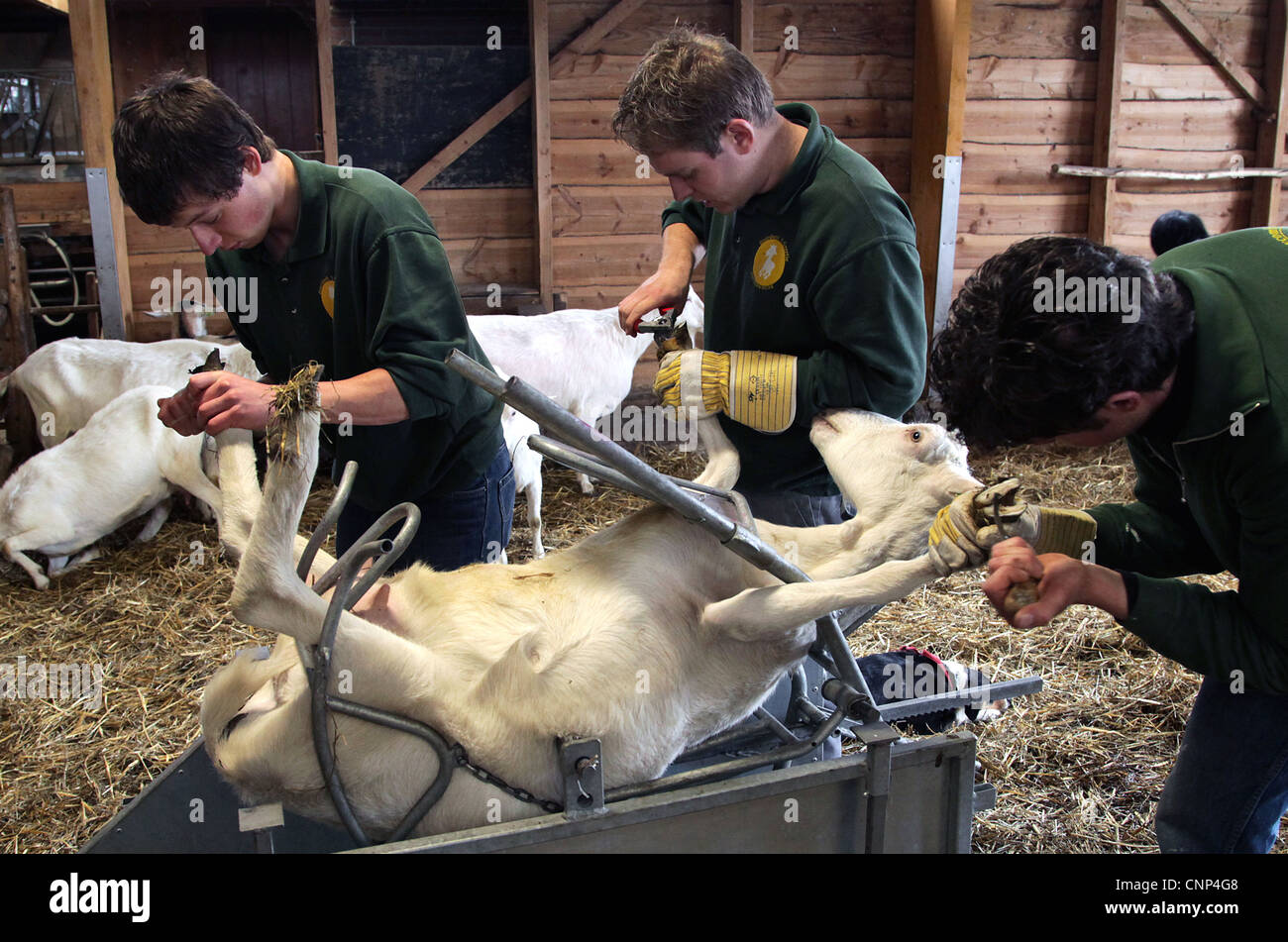 Capra farm. Rifilando gli zoccoli di capre. Hoove rifilando. Foto Stock