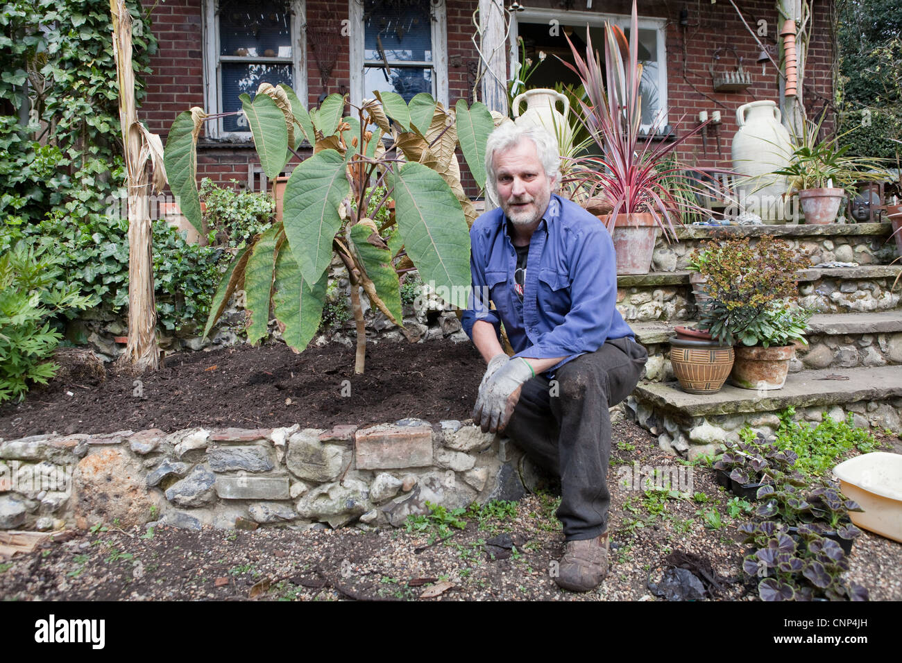 Sarà Giles di piantare un grandi vasi Schefflera macrophylla Foto Stock
