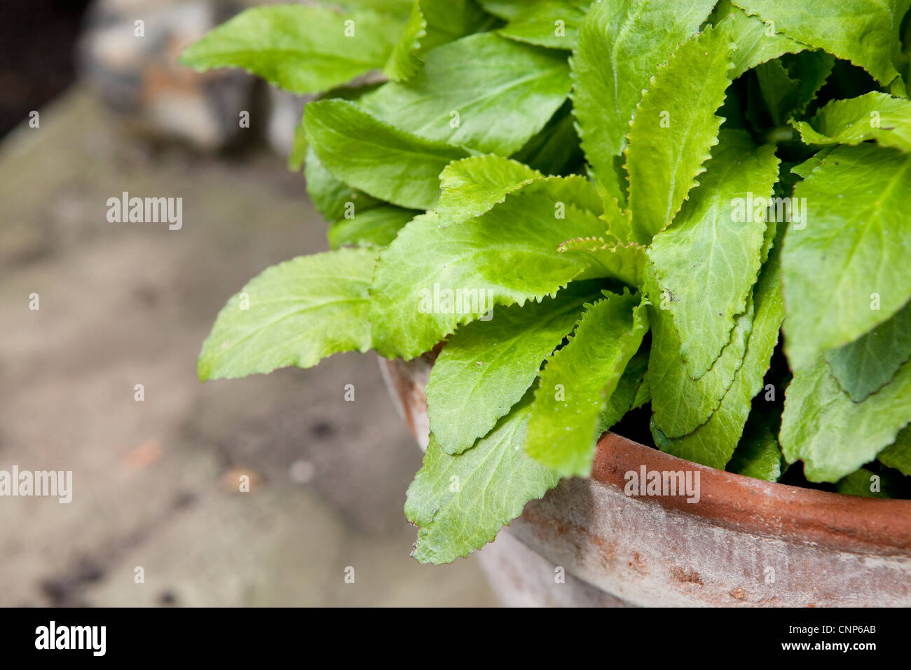 La Salvia in una pentola di terracotta - foglia dettaglio - dettaglio di impianto - Botanica fotografie Foto Stock