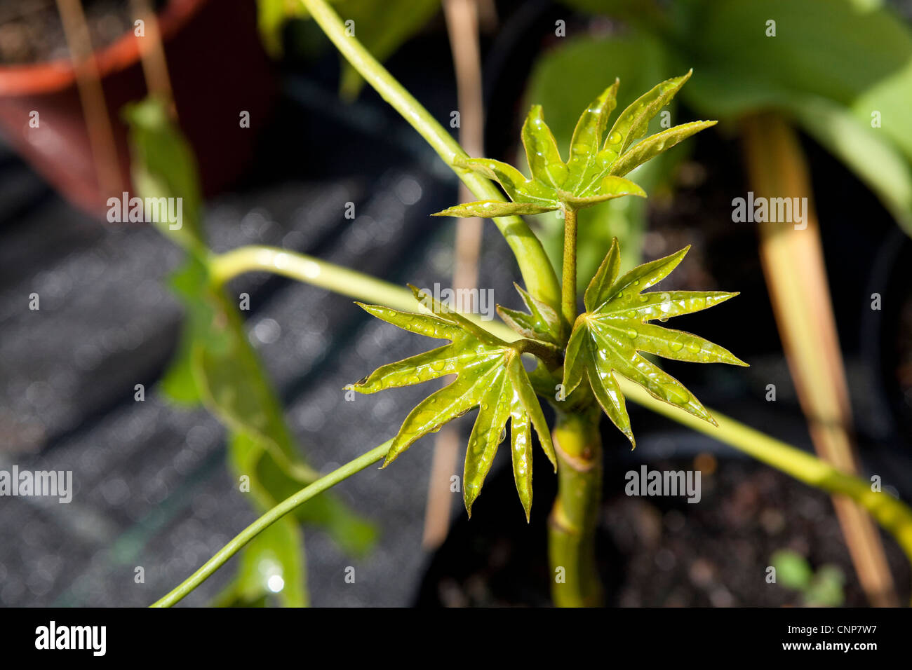 I giovani la crescita su un Fatsia japonica - dettaglio di impianto - Botanica fotografie Foto Stock