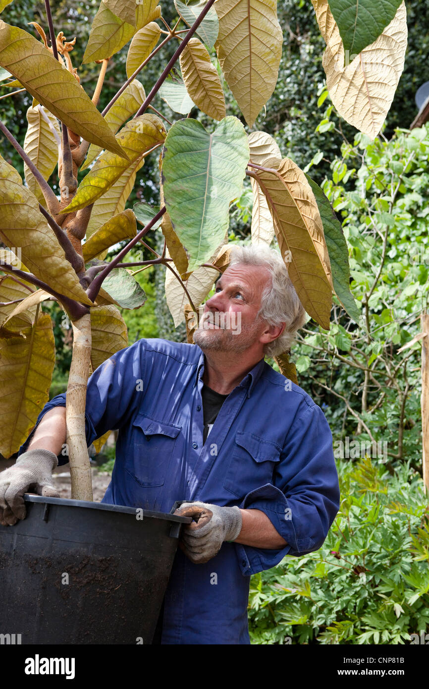 Sarà Giles tenendo un grandi vasi Schefflera macrophylla Foto Stock