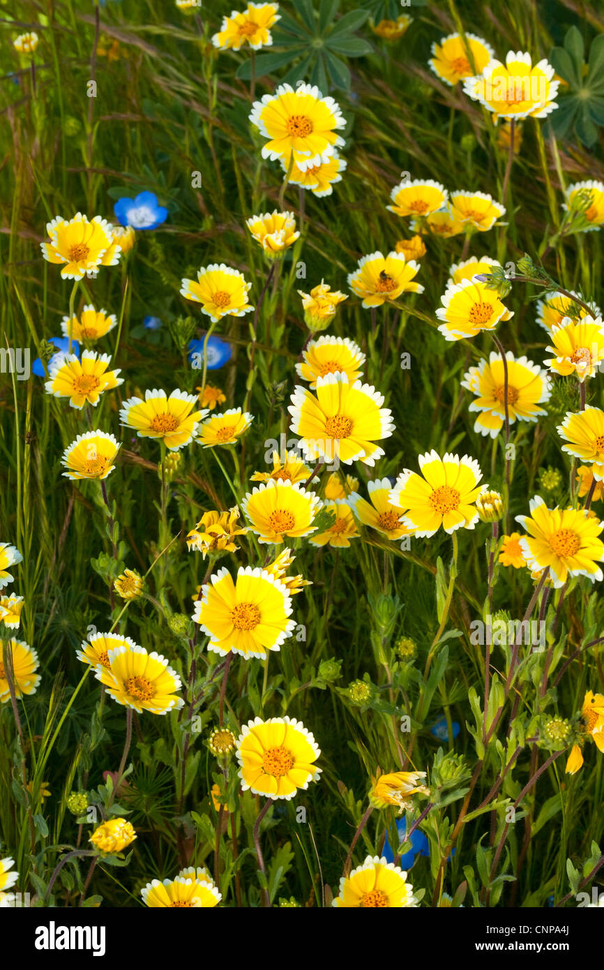 Tidytips costiere Layia platyglossa Los Angeles, in California, negli Stati Uniti il 4 aprile Asteraceae Foto Stock