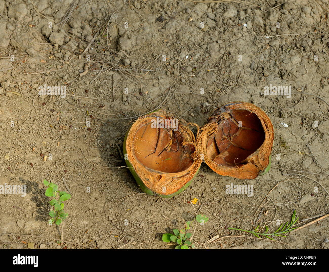 Buccia di cocco, piantagione di cocco, Samut Sakhon. thailandia Foto Stock