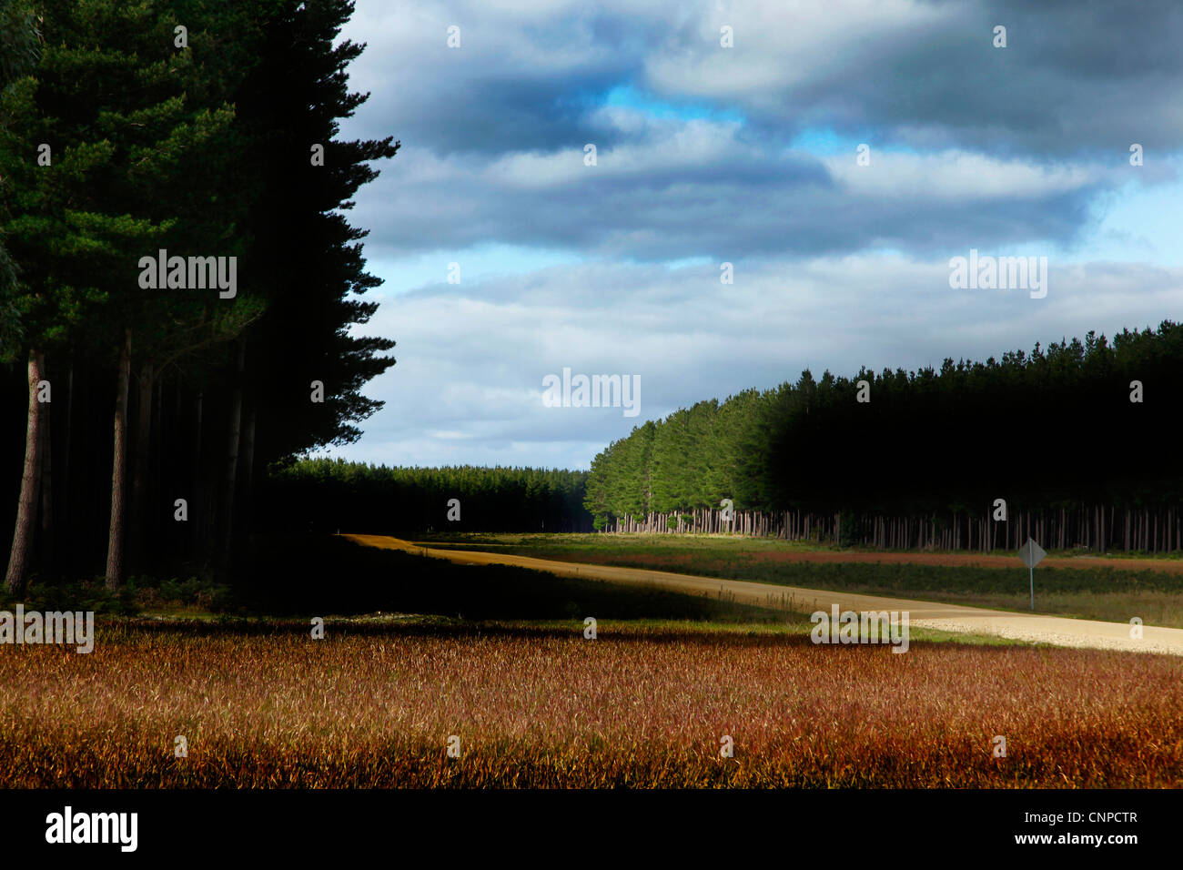 Foresta di Pini. Mount Gambier. Limestone Coast. A sud-est. Il South Australia. Foto Stock