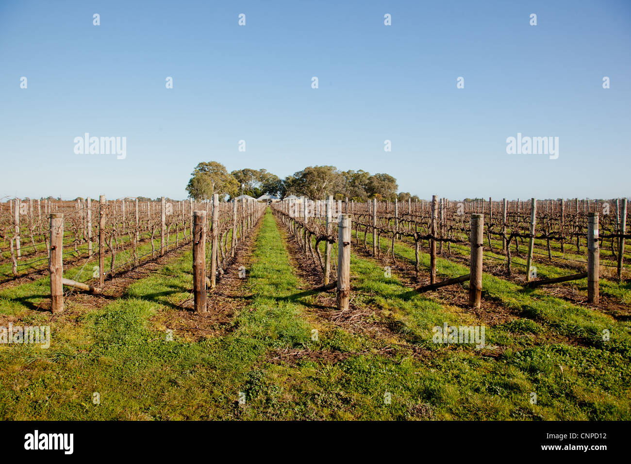 I vitigni. Penola. Il South Australia. Foto Stock
