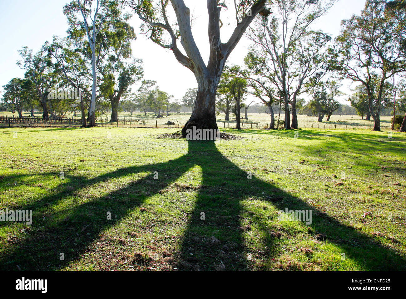 Gli alberi di gomma Penola. Il South Australia. Foto Stock