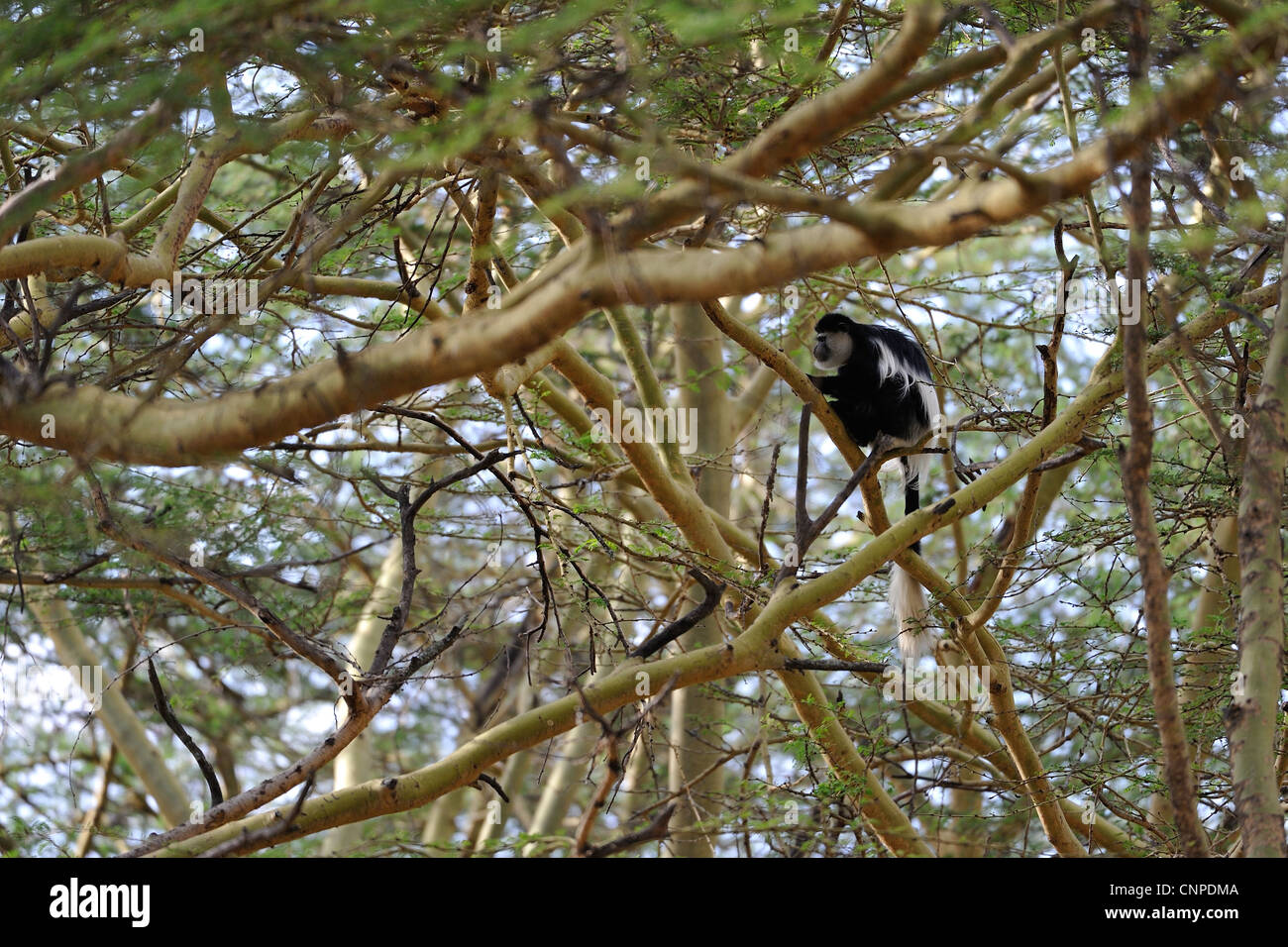 Guereza colobus - orientale in bianco e nero colobus - Mantled (guereza Colobus guereza kikuyuensis) in una struttura ad albero Foto Stock