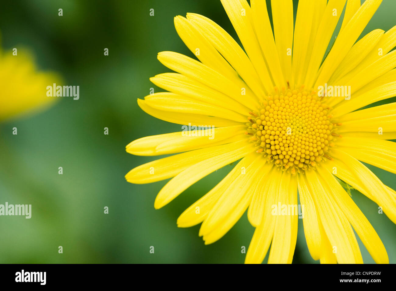 Doronicum orientale crescente di fiori in un giardino inglese. Leopard's Bane fiore. Foto Stock
