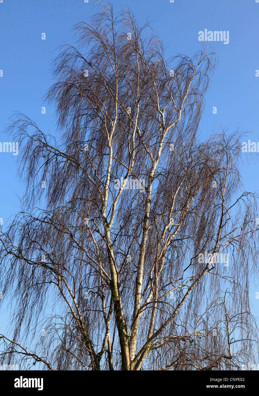 3762. Argento betulla, Kent, Inghilterra Foto Stock