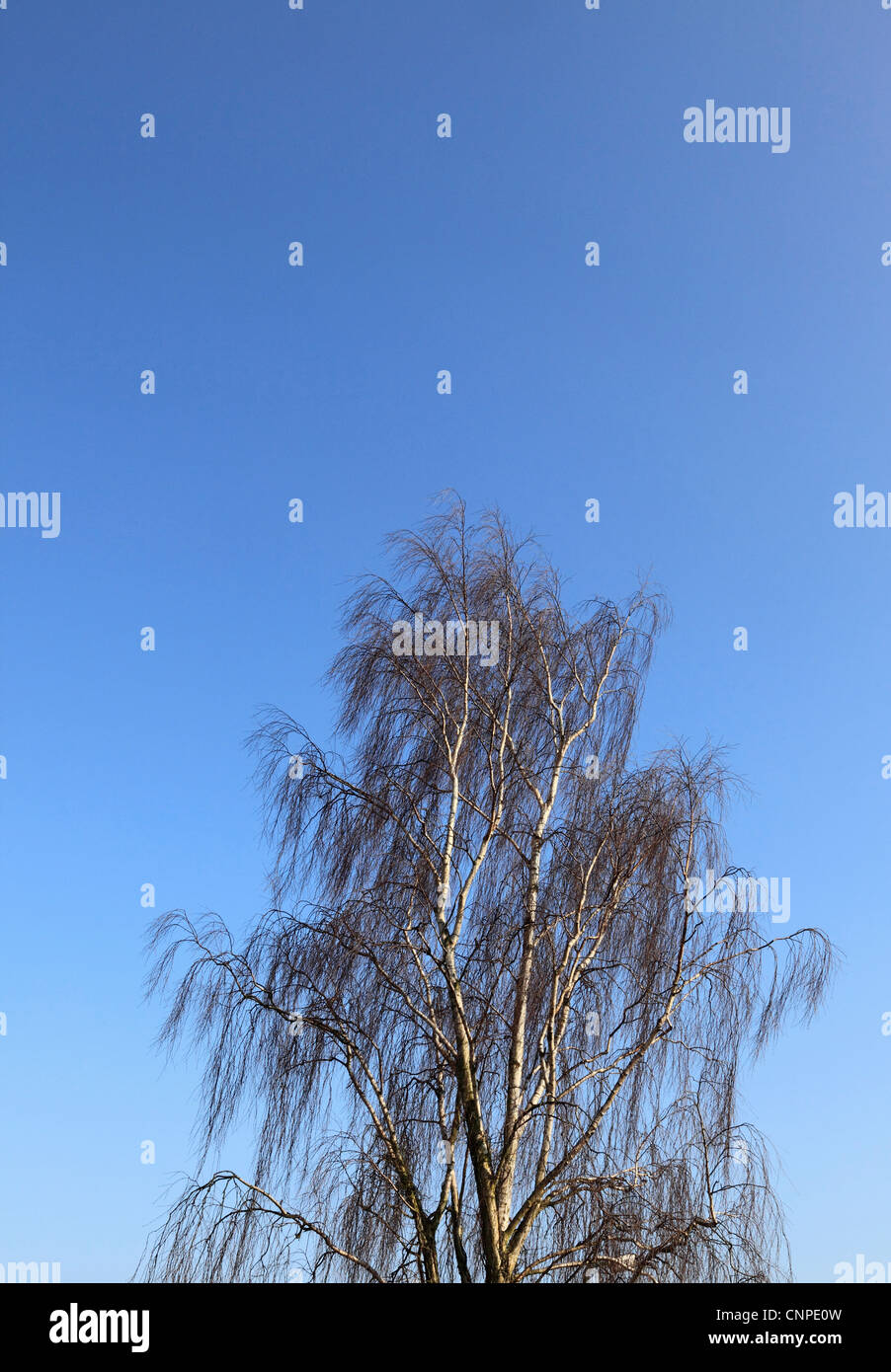 3763/91. Argento betulla, Kent, Inghilterra Foto Stock