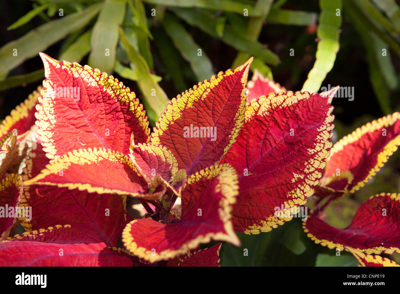 Solenostemon è un genere di piante perenni dettaglio di impianto - Botanica fotografie Foto Stock