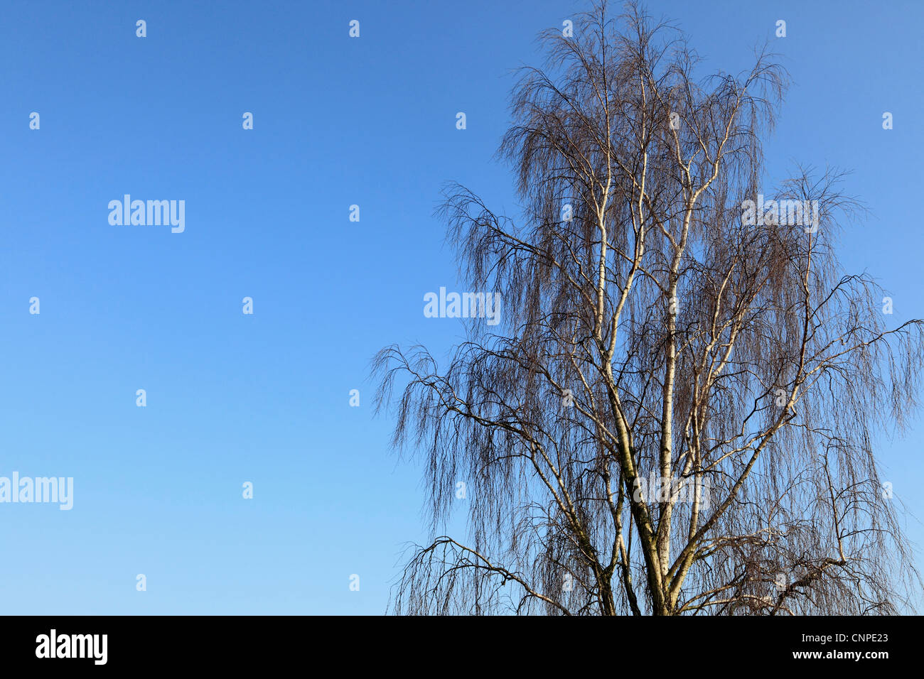 3764. Argento betulla, Kent, Inghilterra Foto Stock