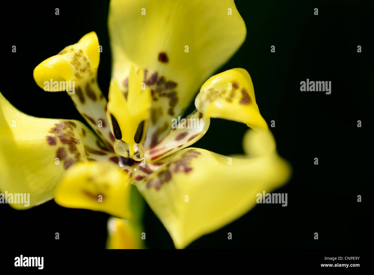 A piedi giallo fiore iris neomarica longifolia close up Foto Stock