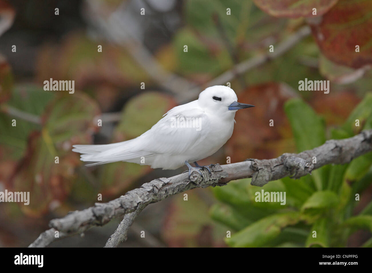 Bianco o Fairy Tern Foto Stock