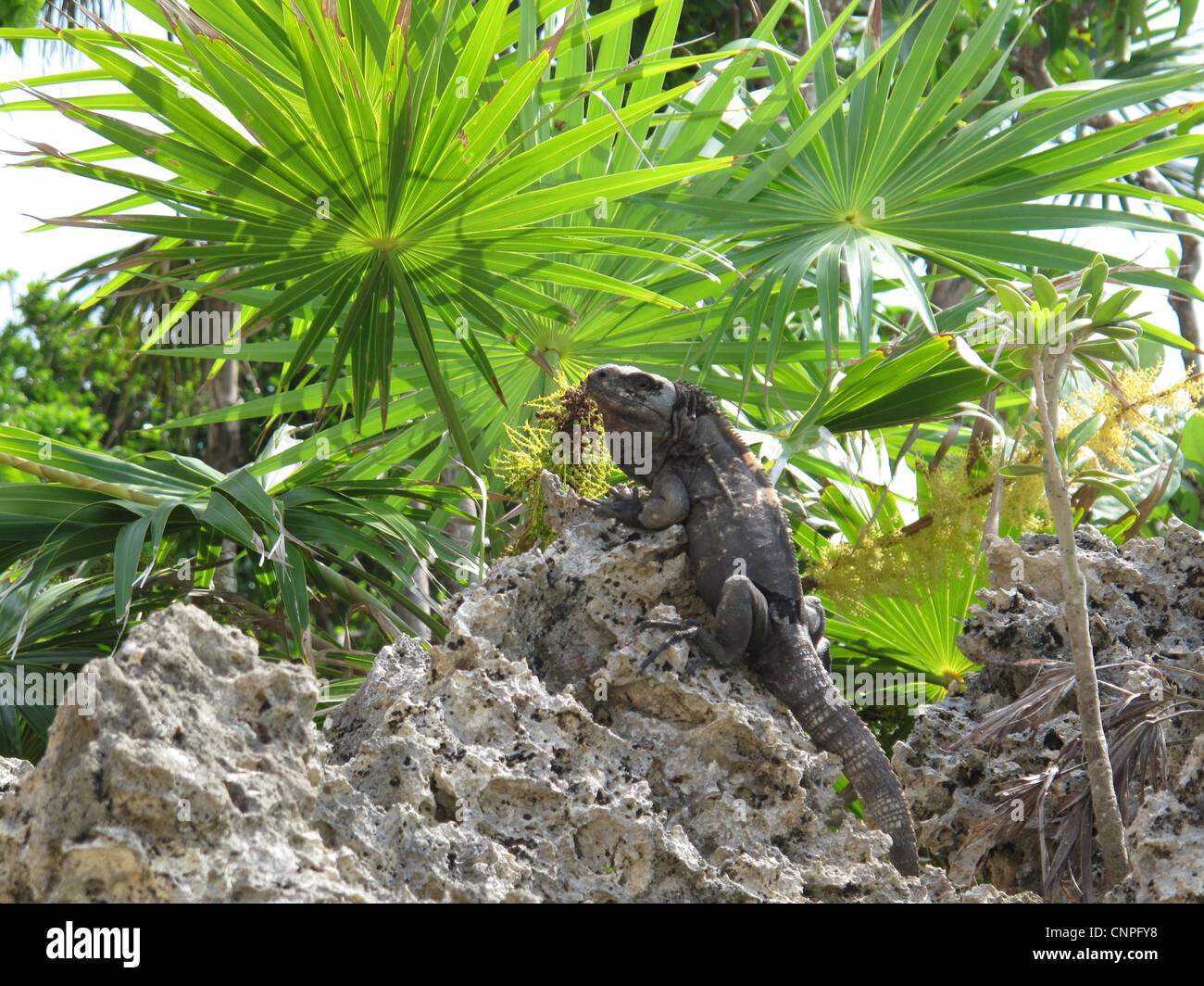 Nero iguana rilassante sulle rocce in Roatan, Honduras. Foto Stock