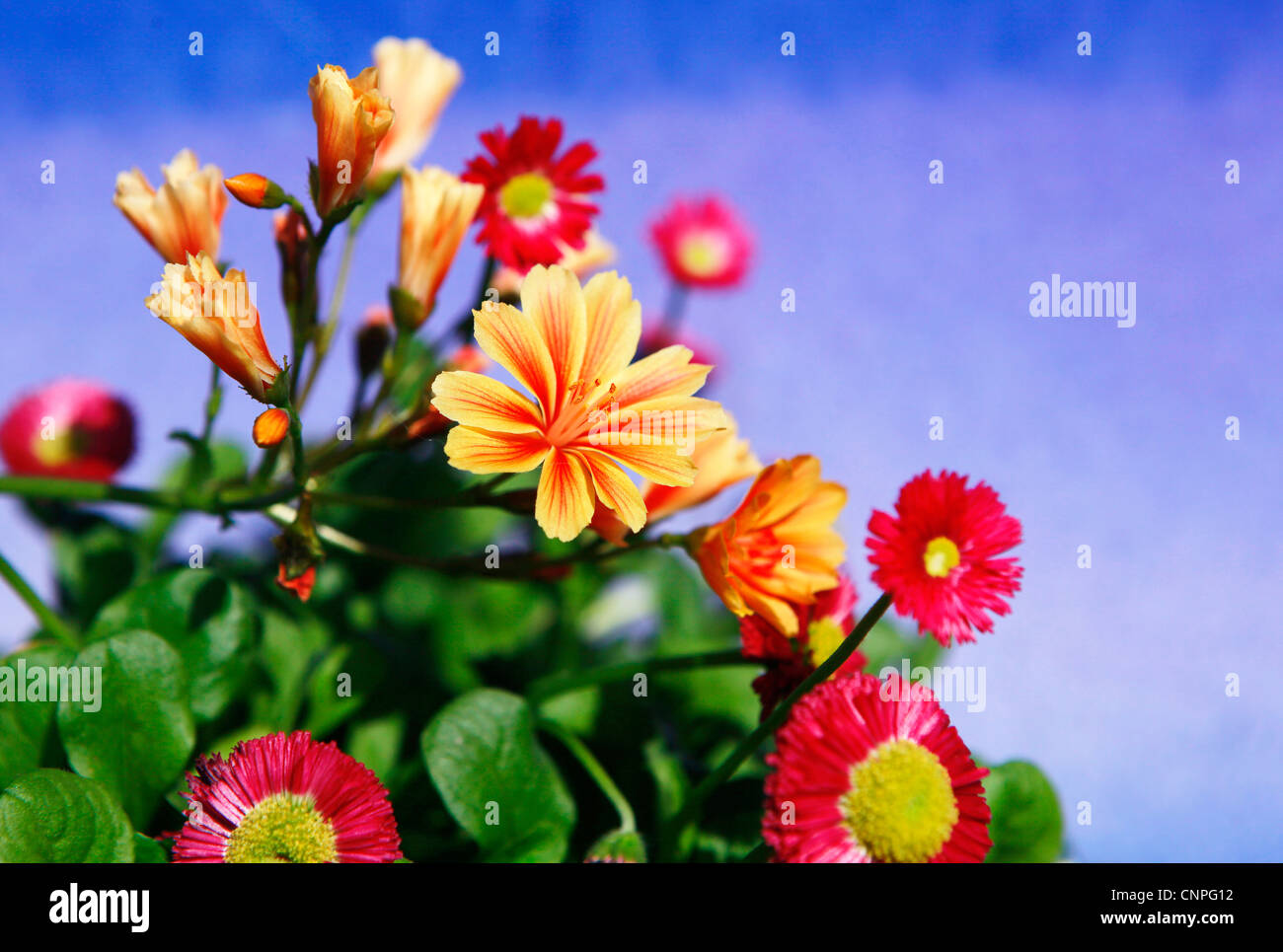 Decorativi fiori a molla disposti su sky sfondo blu Foto Stock