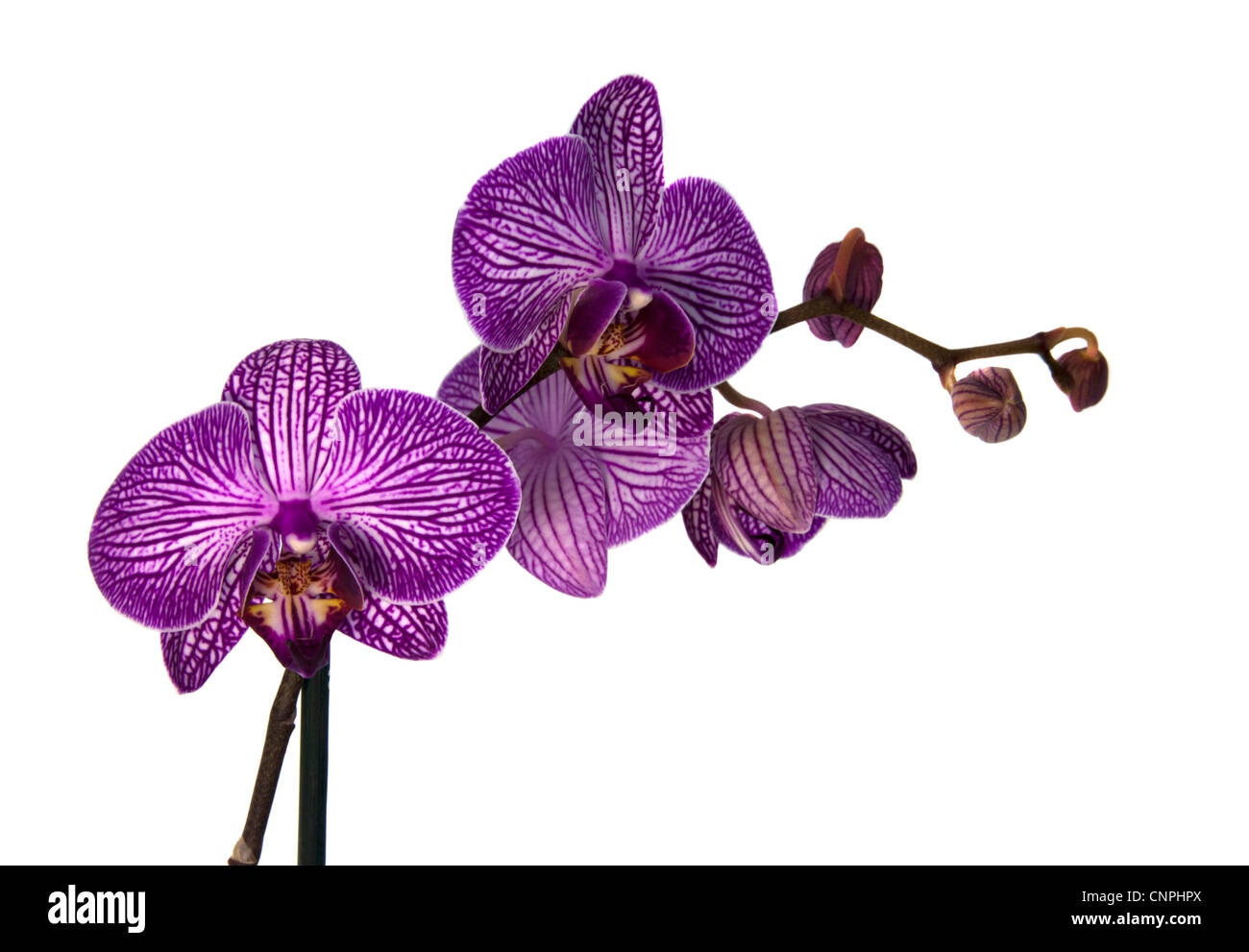 Pink orchid dalla famiglia Orchidaceae Foto Stock