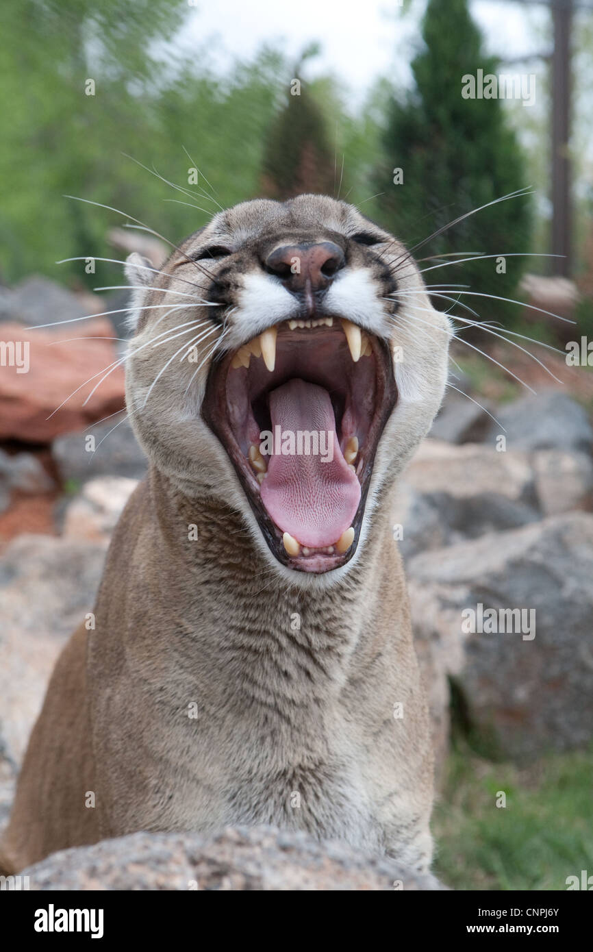 Cougar Mountain Lion panther mountain cat puma Foto Stock