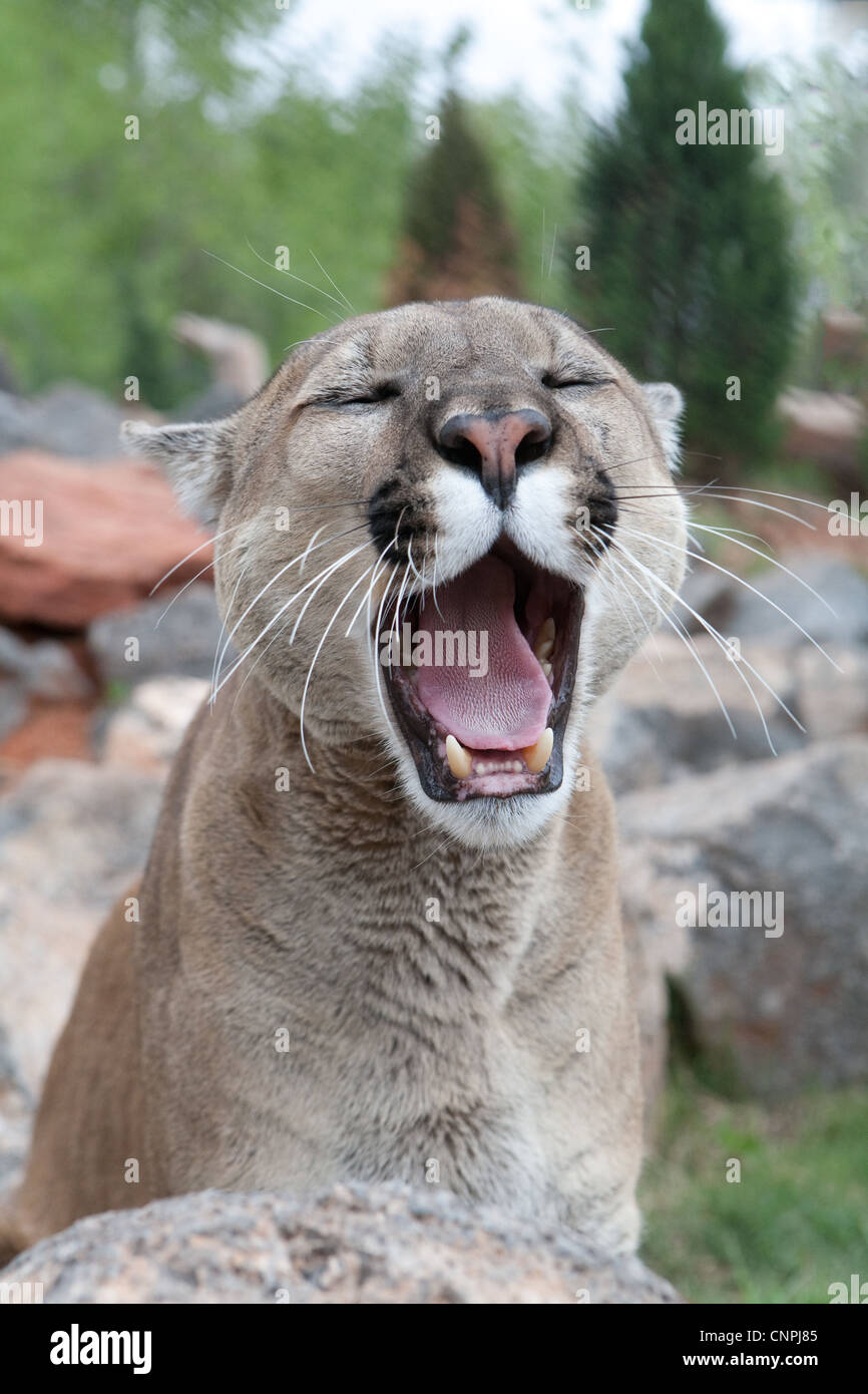 Cougar Mountain Lion blcook panther mountain cat puma Foto Stock