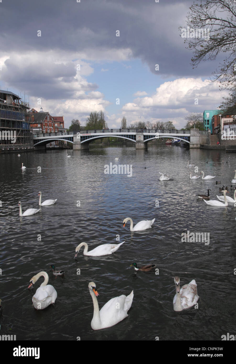 Ponte tra Eton e Windsor Foto Stock