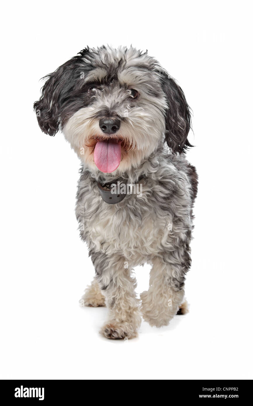 Razza cane (Maltese/Terrier) davanti a uno sfondo bianco Foto Stock