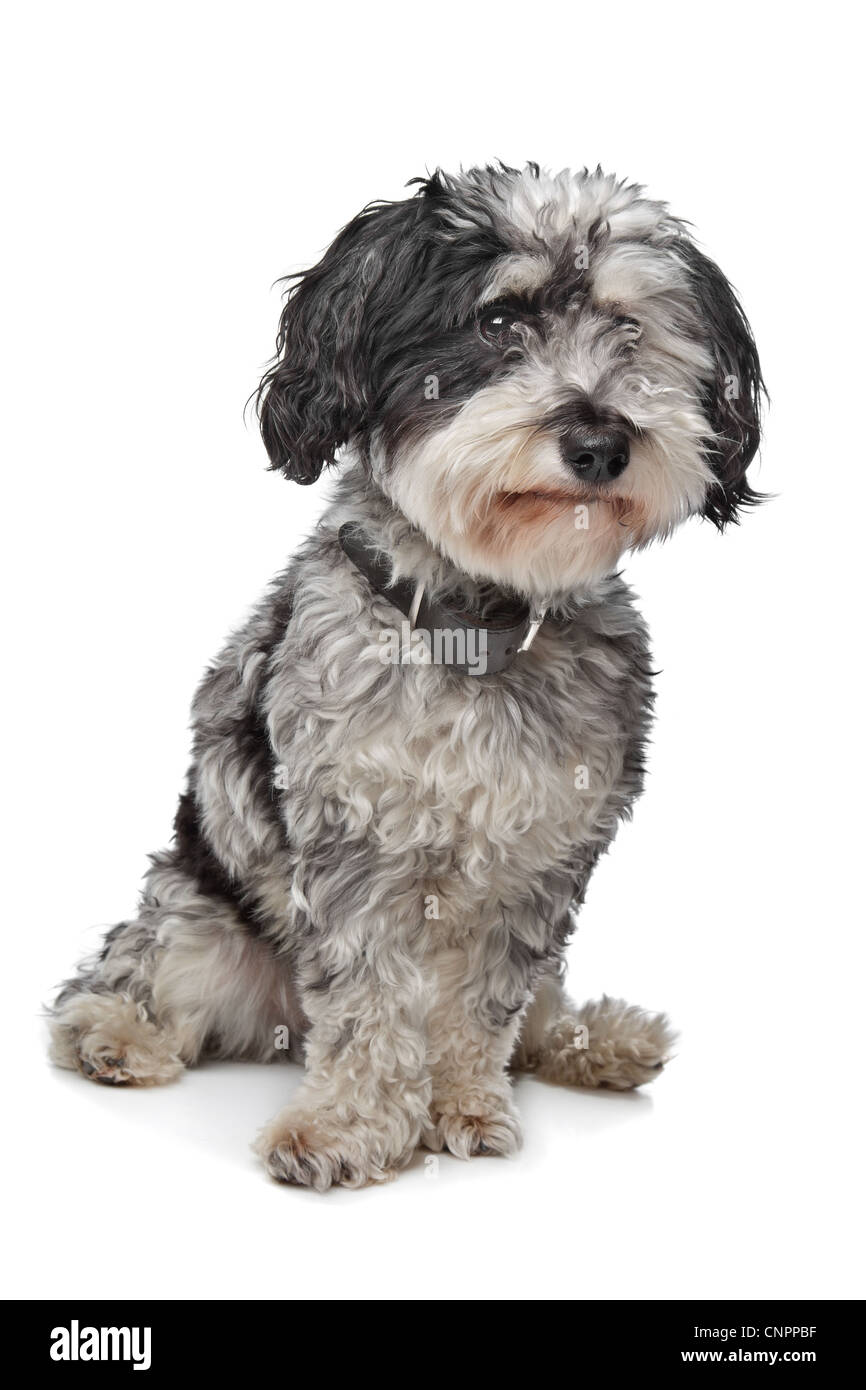 Razza cane (Maltese/Terrier) davanti a uno sfondo bianco Foto Stock