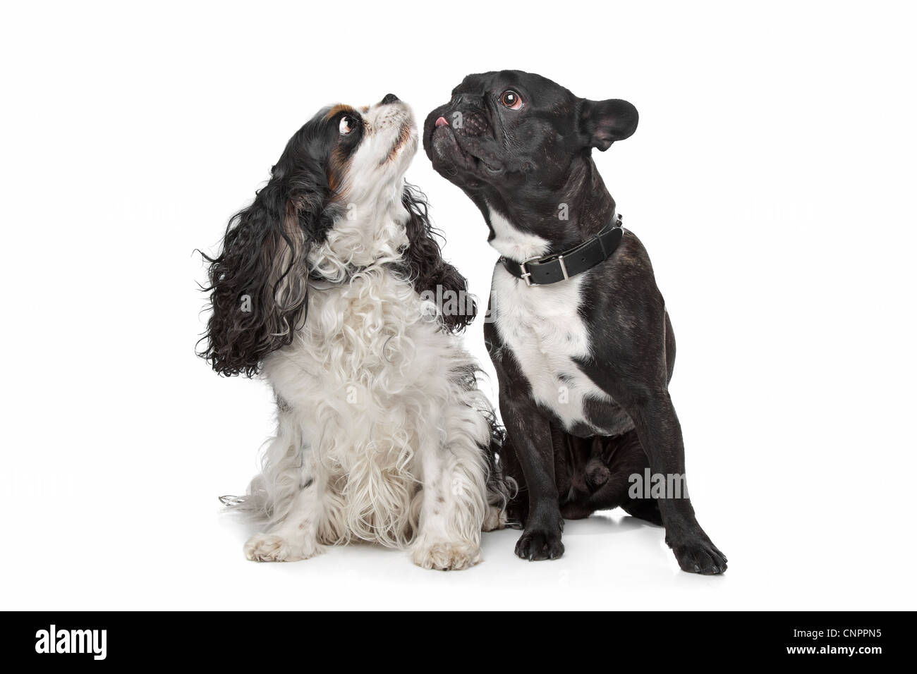 Cavalier King Charles Spaniel E Un Bulldog Francese Foto Stock Alamy