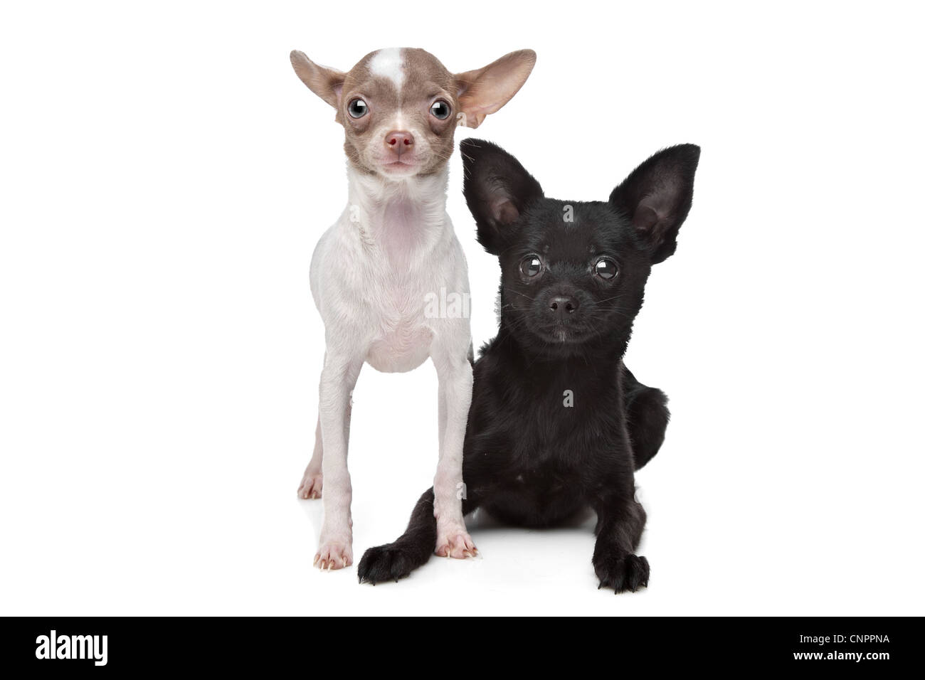 Due Chihuahuas davanti a uno sfondo bianco Foto Stock