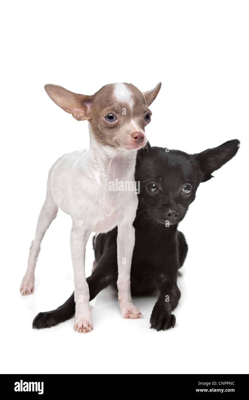 Due Chihuahuas davanti a uno sfondo bianco Foto Stock