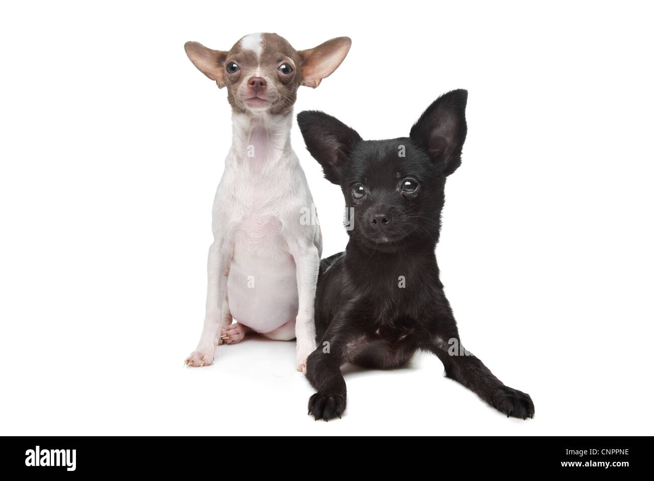 Due Chihuahuas davanti a uno sfondo bianco Foto Stock