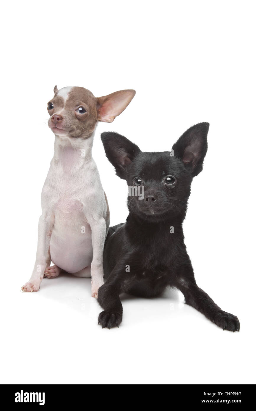 Due Chihuahuas davanti a uno sfondo bianco Foto Stock