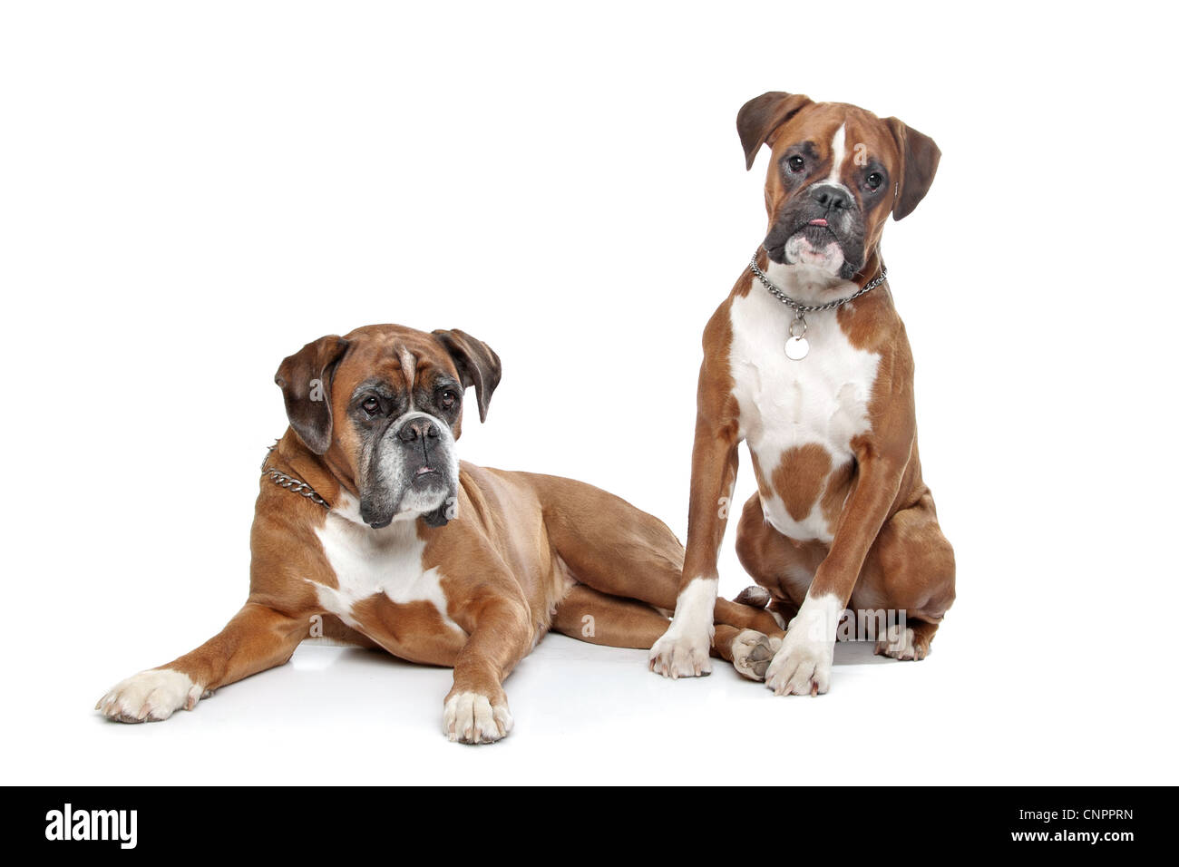 Boxer dogs immagini e fotografie stock ad alta risoluzione - Alamy