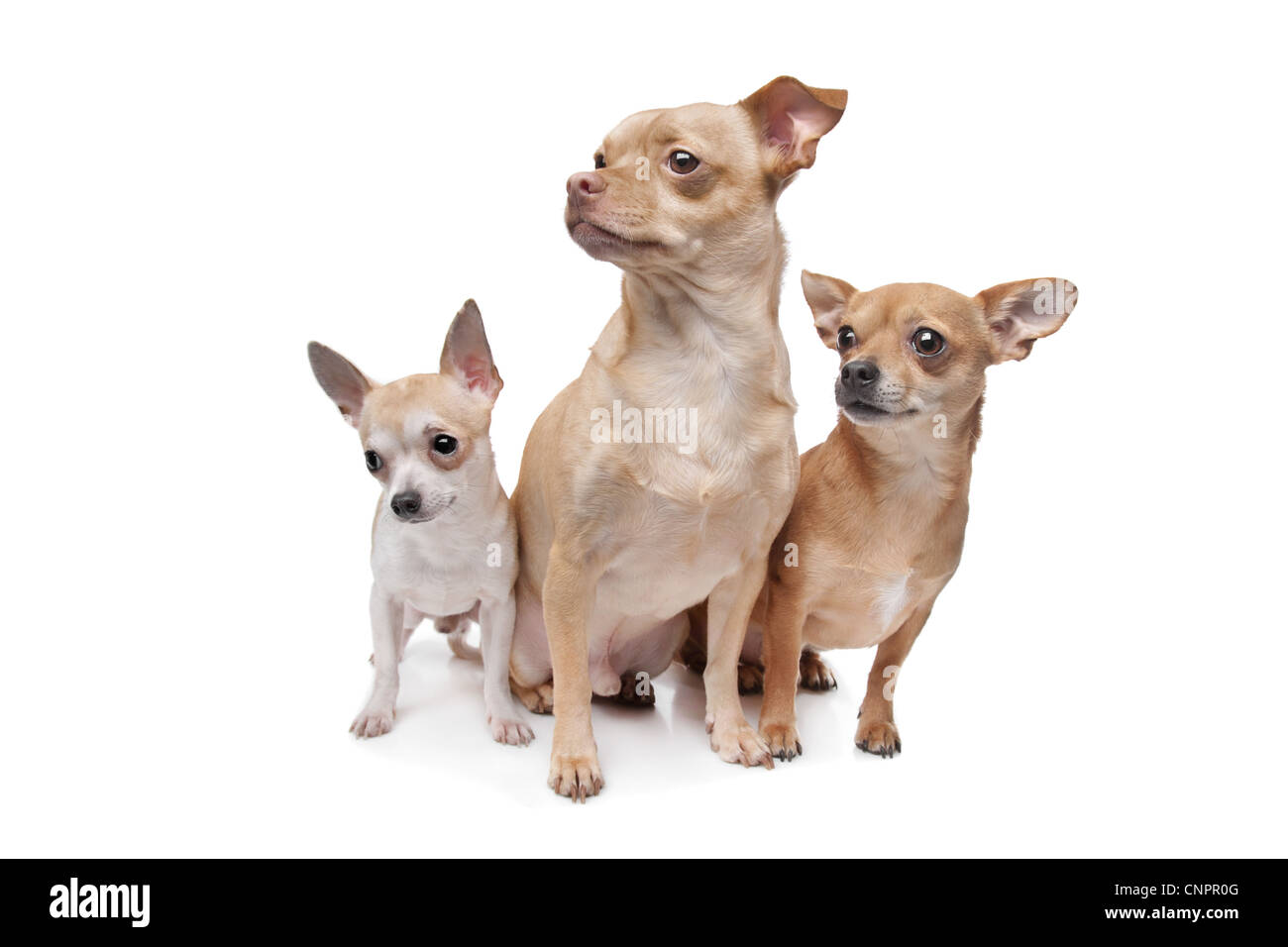 Tre cani chihuahua davanti a uno sfondo bianco Foto Stock