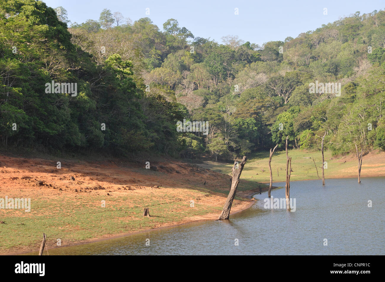Habitat di elefante in Kerala Foto Stock