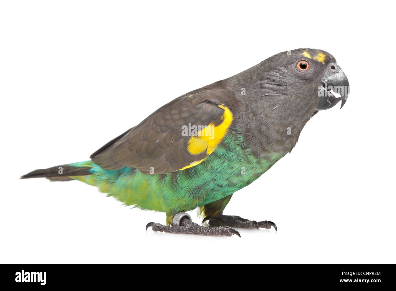 Meyer Parrot davanti a uno sfondo bianco Foto Stock