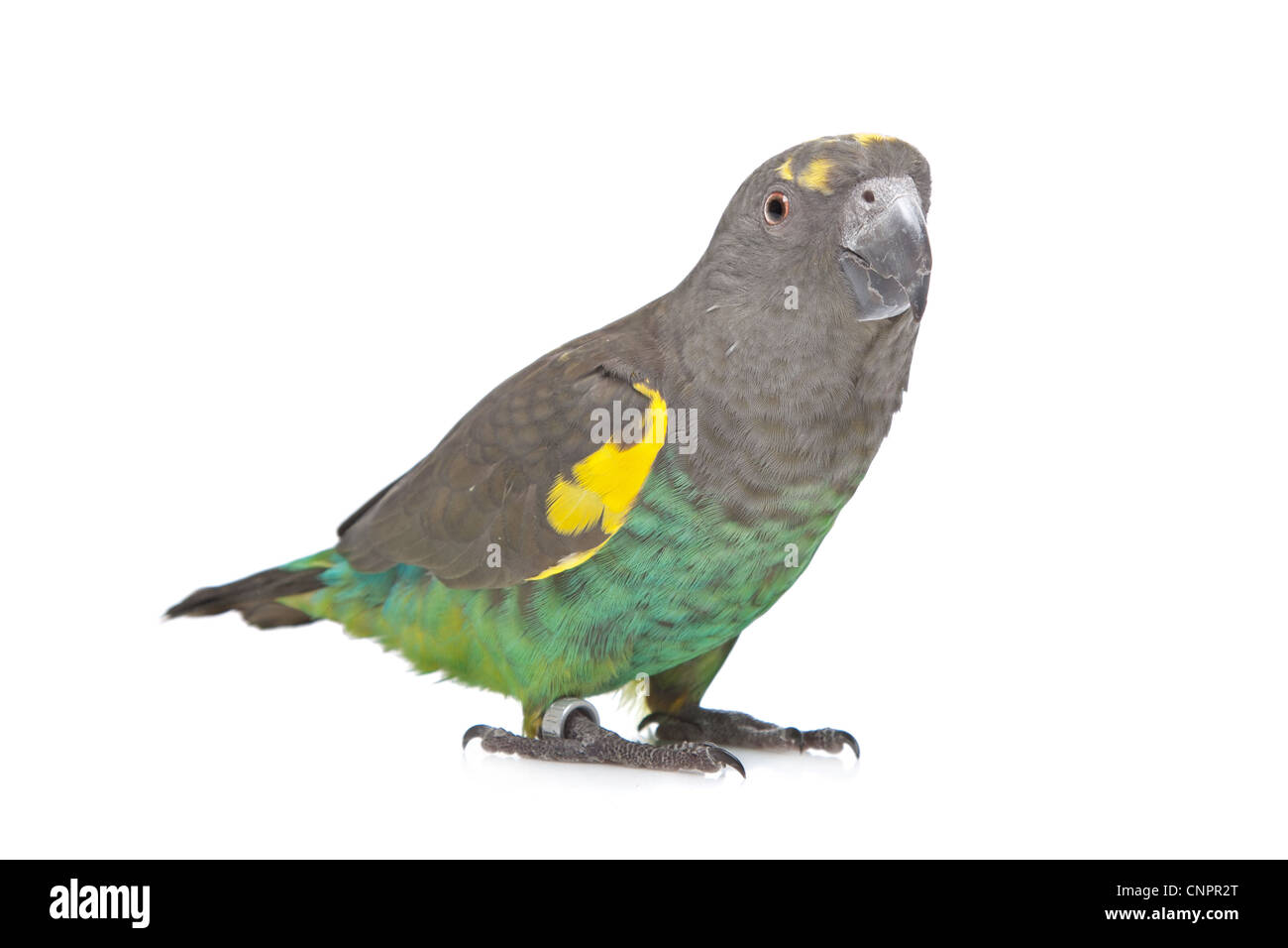 Meyer Parrot davanti a uno sfondo bianco Foto Stock
