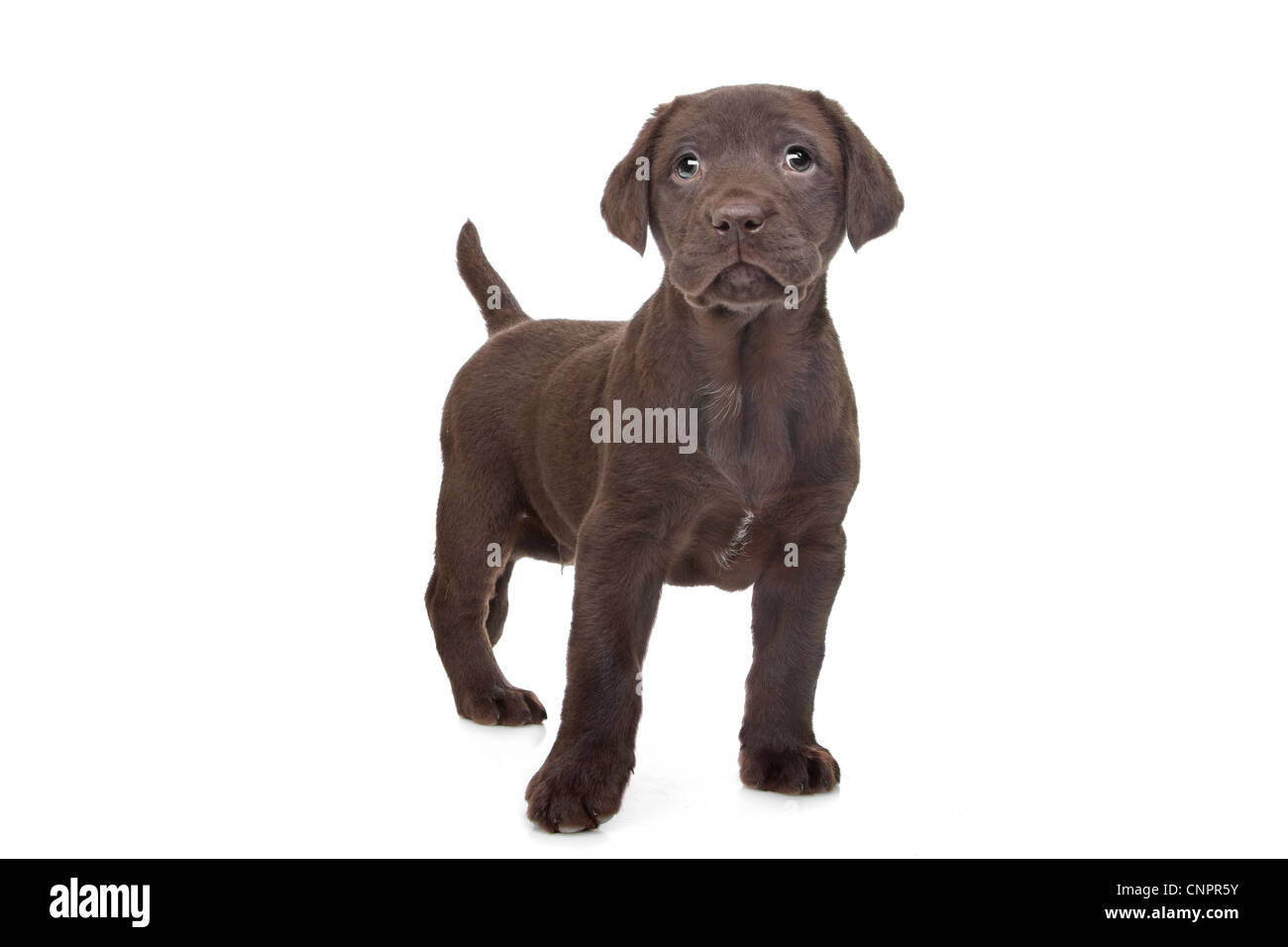 Il cioccolato Labrador cucciolo (7 settimane di età) Foto Stock